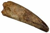 Fossil Spinosaurus Tooth - Feeding Worn Tip #340401-1